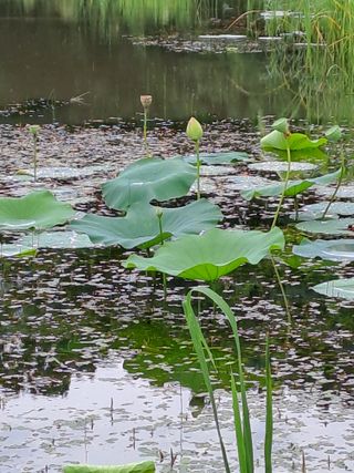 연꽃토하농장~미꾸리님의 수해 농가 응원 같이해요 · 참여 작성글 사진