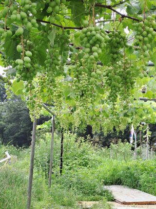연꽃토하농장~미꾸리님의 수해 농가 응원 같이해요 · 참여 작성글 사진