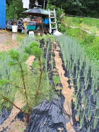 연꽃토하농장~미꾸리님의 수해 농가 응원 같이해요 · 참여 작성글 사진