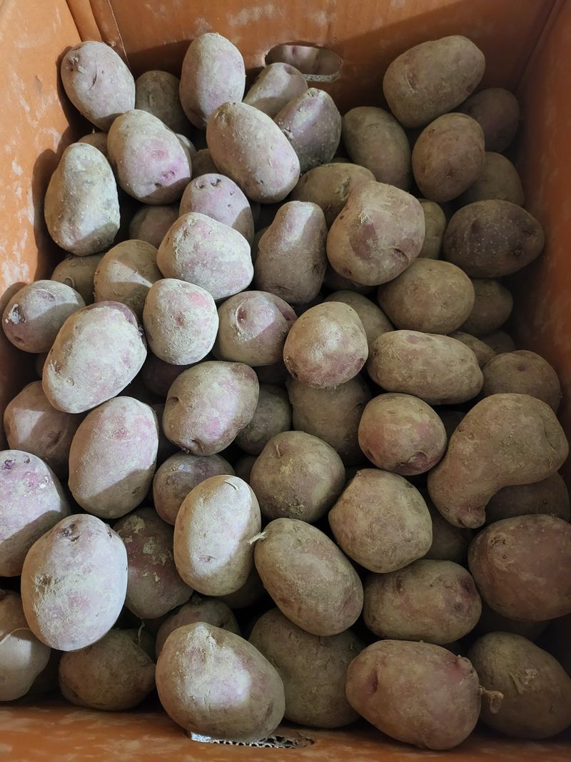 장터 상품 [홍감자] 썸네일