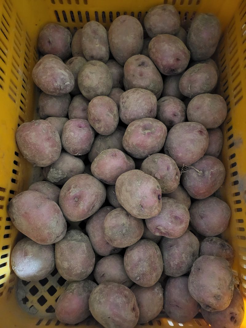 알 수 없음님의 장터 판매 상품 [홍감자] 첨부 사진