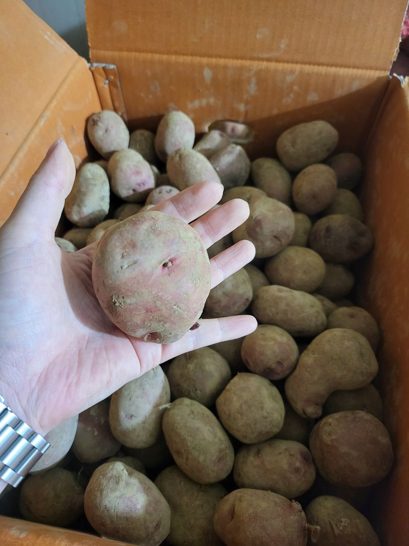 알 수 없음님의 장터 판매 상품 [홍감자] 첨부 사진