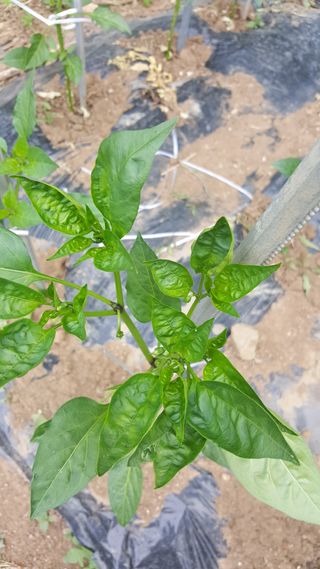 진해풍호동텃밭님의 고추 · 병해충상담 작성글 사진