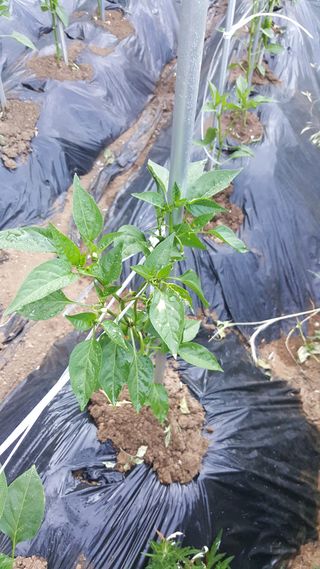 진해풍호동텃밭님의 고추 · 병해충상담 작성글 사진