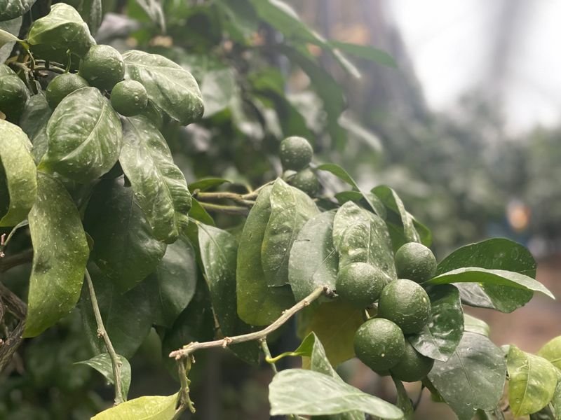 장터 상품 [친환경(무농약) 저탄소 풋귤 청귤 5kg] 썸네일