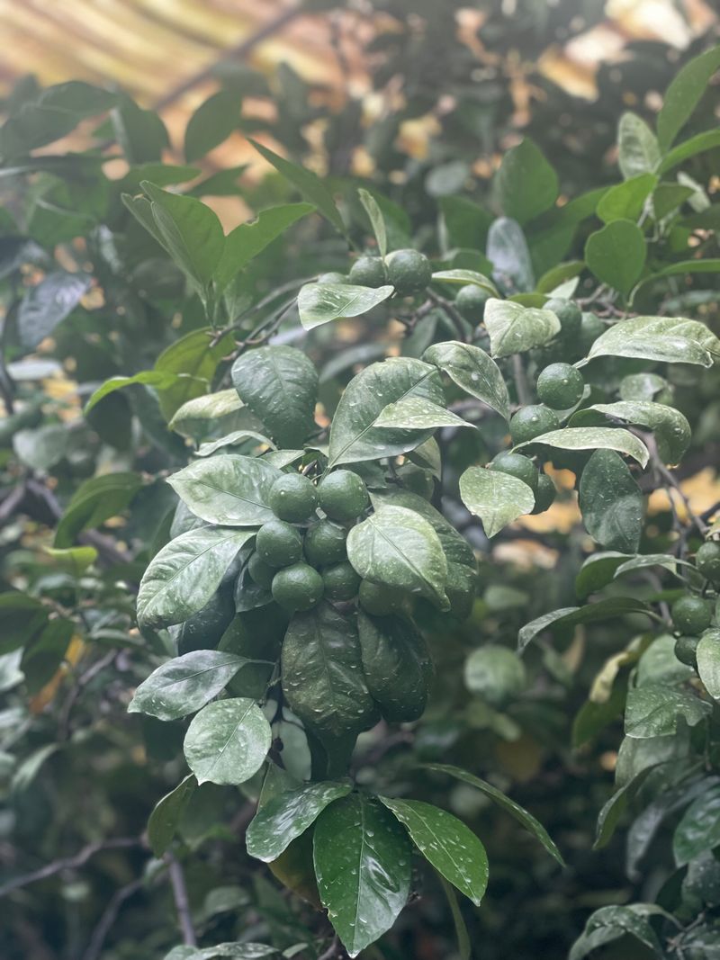 오기석님의 장터 판매 상품 [친환경(무농약) 저탄소 풋귤 청귤 5kg] 첨부 사진