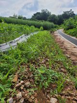 팜모닝 자유주제·자유게시판 게시글 이미지