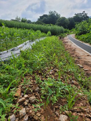 장미부인님의 자유주제 · 자유게시판 작성글 사진