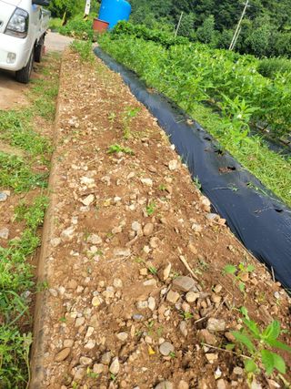 장미부인님의 자유주제 · 자유게시판 작성글 사진