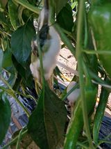 팜모닝 고추·병해충상담 게시글 이미지