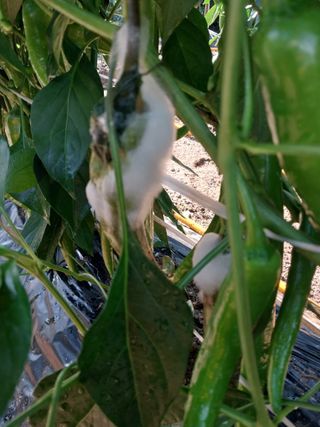 괴산 순정농부님의 고추 · 병해충상담 작성글 사진