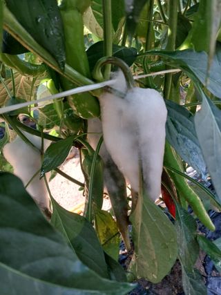 괴산 순정농부님의 고추 · 병해충상담 작성글 사진