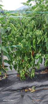 팜모닝 고추·병해충상담 게시글 이미지