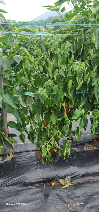 중청3595님의 고추 · 병해충상담 작성글 사진