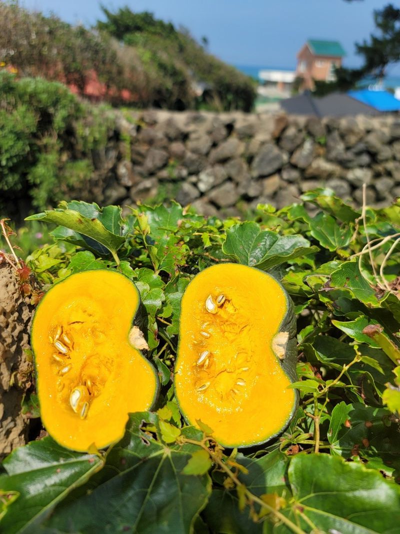 상주백수농원 님의 장터 판매 상품 [단호박 10kg] 첨부 사진