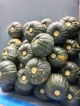 상주백수농원 님의 작성글 사진