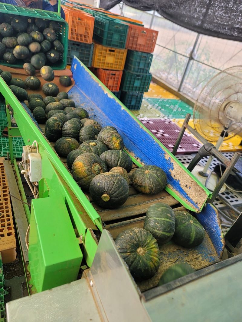 상주백수농원 님의 장터 판매 상품 [단호박 10kg] 첨부 사진