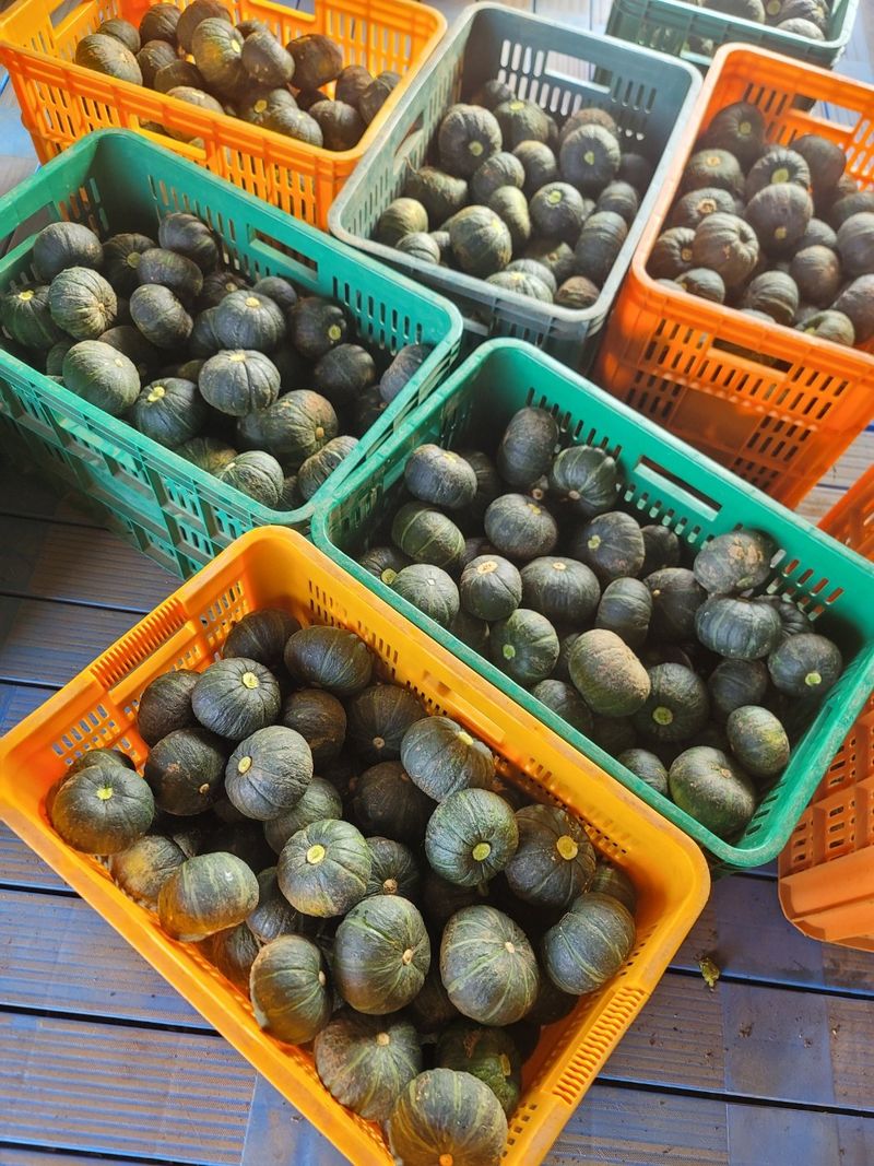 상주백수농원 님의 장터 판매 상품 [단호박 10kg] 첨부 사진