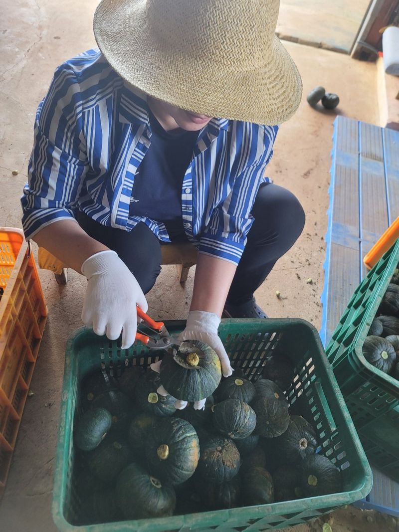 상주백수농원 님의 장터 판매 상품 [단호박 10kg] 첨부 사진