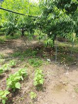 팜모닝 복숭아·영농일지 게시글 이미지