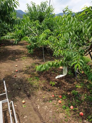 청도군님의 복숭아 · 영농일지 작성글 사진