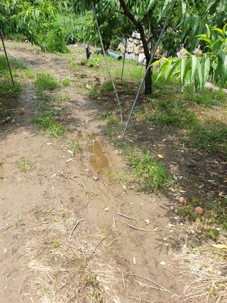 청도군님의 복숭아 · 영농일지 작성글 사진