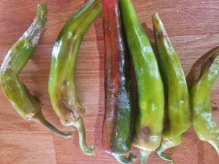 ja72850911님의 고추 · 병해충상담 작성글 사진