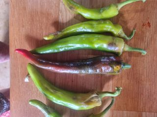 ja72850911님의 고추 · 병해충상담 작성글 사진