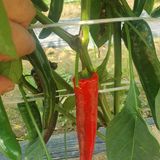 팜모닝 고추·병해충상담 게시글 이미지