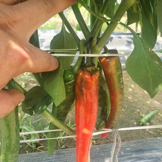 조성규님의 고추 · 병해충상담 작성글 사진