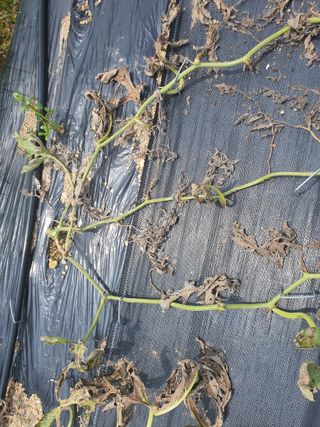 하룻강아지님의 기타작물 · 병해충상담 작성글 사진