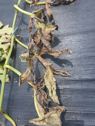 하룻강아지님의 기타작물 · 병해충상담 작성글 사진