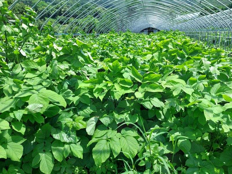 장터 상품 [땅두릅 종근] 썸네일