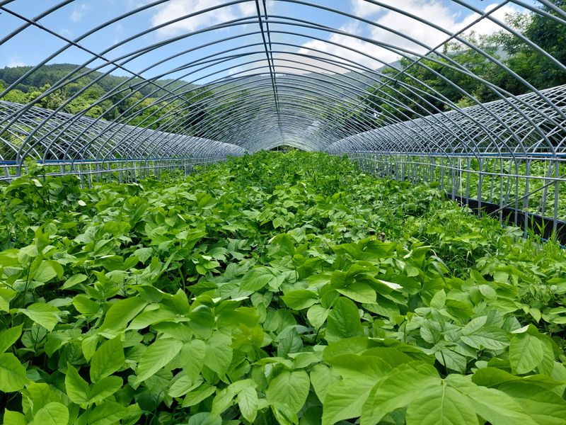 낙엽교목류5147님의 장터 판매 상품 [땅두릅 종근] 첨부 사진