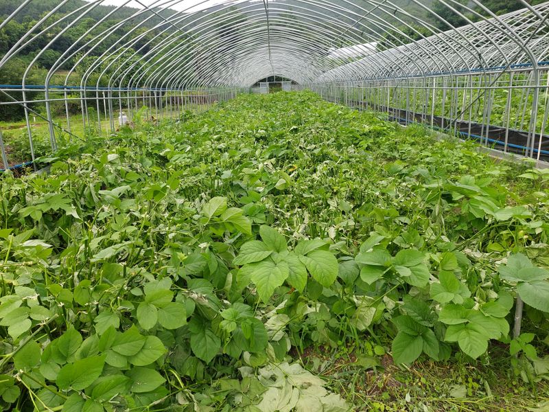 낙엽교목류5147님의 장터 판매 상품 [땅두릅 종근] 첨부 사진