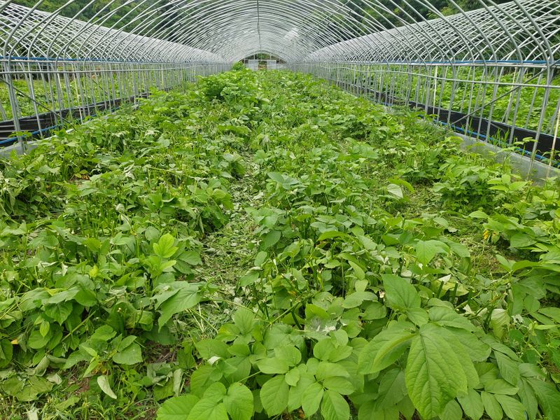 낙엽교목류5147님의 장터 판매 상품 [땅두릅 종근] 첨부 사진