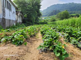 이윤미님의 고구마 · 자유게시판 작성글 사진