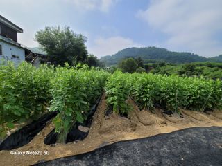 이윤미님의 고구마 · 자유게시판 작성글 사진