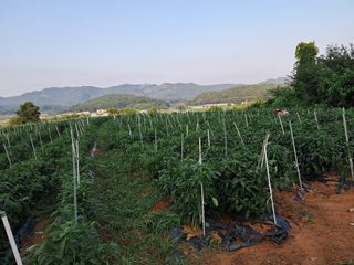 천년의사랑님의 고추 · 일상 작성글 사진