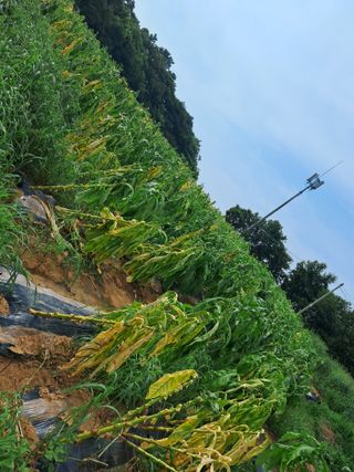 천년의사랑님의 고추 · 일상 작성글 사진