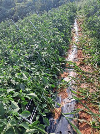 천년의사랑님의 고추 · 일상 작성글 사진