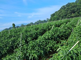 천년의사랑님의 고추 · 일상 작성글 사진