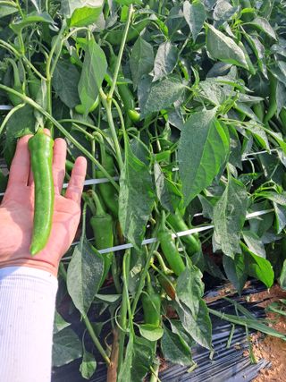 천년의사랑님의 고추 · 일상 작성글 사진