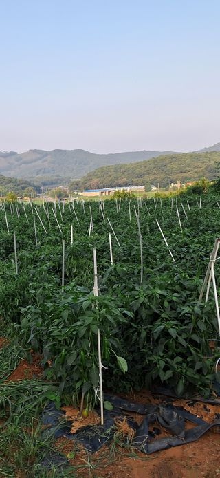 천년의사랑님의 고추 · 일상 작성글 사진