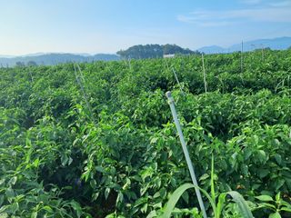 천년의사랑님의 고추 · 일상 작성글 사진