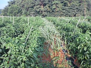 천년의사랑님의 고추 · 일상 작성글 사진