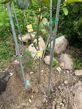 금강농원님의 감 · 자유게시판 작성글 사진