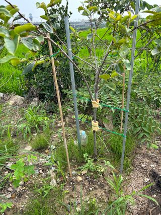 금강농원님의 감 · 자유게시판 작성글 사진