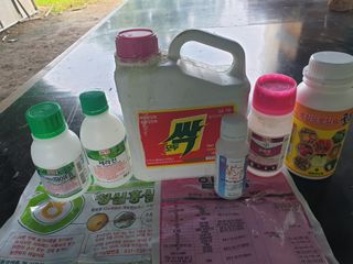 유영선님의 고추 · 영농일지 작성글 사진