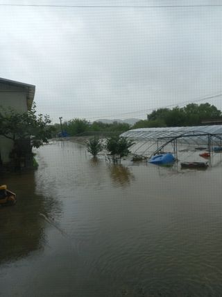 Peterfan님의 고추 · 일상 작성글 사진